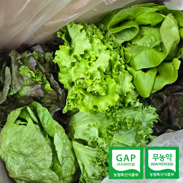 ★리뷰이벤트★ (농할) 아침애딴 국내산 유러피안 쌈채소 샐러드 3종 1kg 무농약 GAP인증