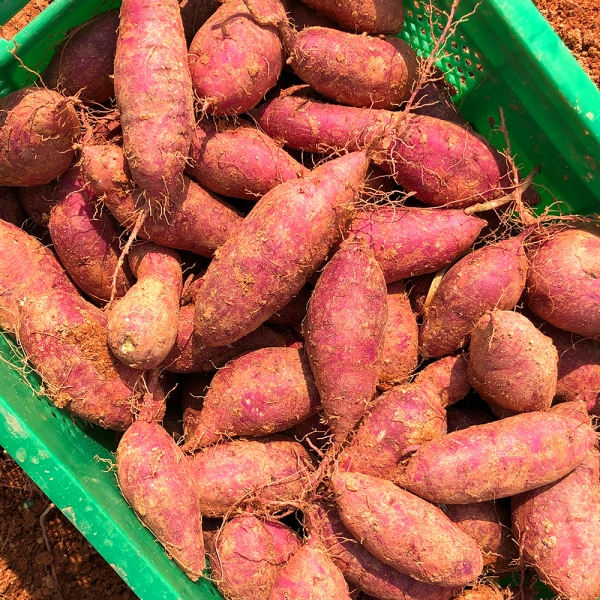 산지직배송 해남 꿀밤고구마 (한입/중상/특상/왕대) 3kg/5kg/10kg