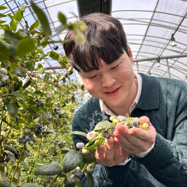 ★리뷰이벤트★ 생블루베리 무농약 국내산 블루베리 완벽검수 200g 수량선택