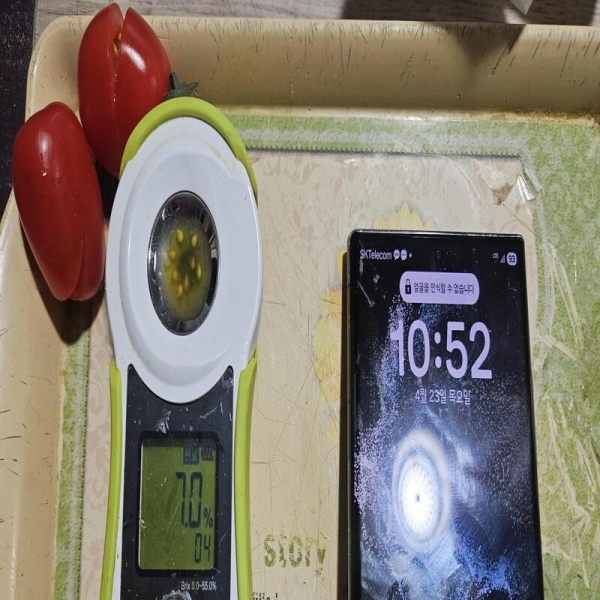 대추방울토마토 5kg 혼합과 쥬스용