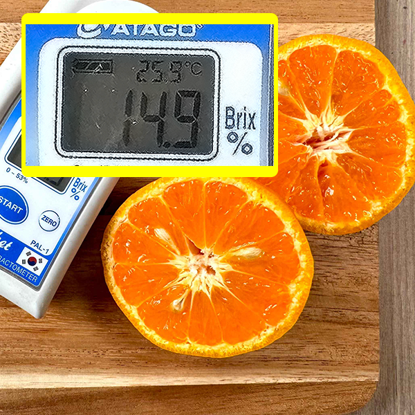 ★주말특가★ 봄 제철 달달 제주 카라향 [2/3/5/10kg] [중소과/중과/대과]