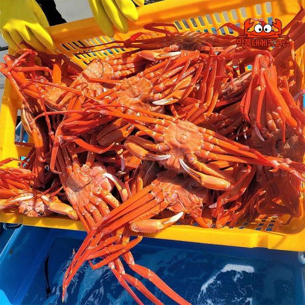 ★신선위크★ 국내산 명품 설탕홍게 3kg 속초홍게 직송
