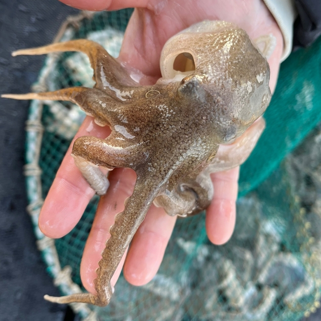 산지직배송 국내 자연산 활 쭈꾸미 1kg 암수혼합 (7-13미)