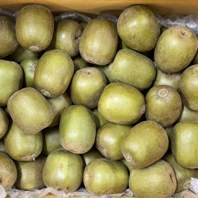 산지직배송 제주도 레드키위 2kg/3kg/5kg