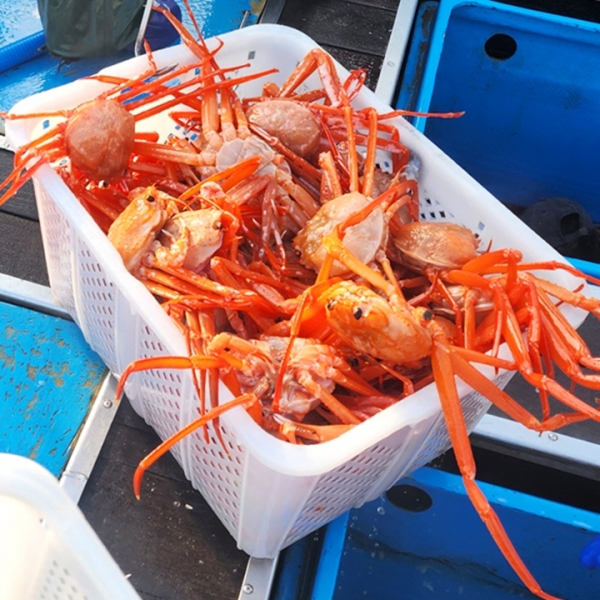 [산앤들]홍게 본고장 후포리 A급 4.5kg 가정용 (14-16미 내외)