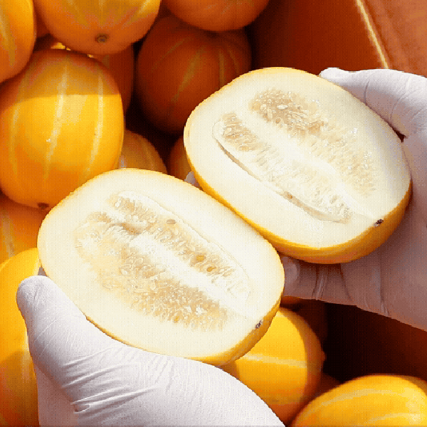 ★신선위크★ 당도측정 고당도 참외