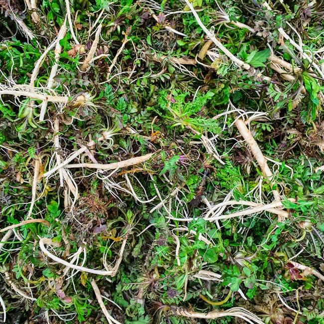 산지직배송 남해 세척냉이 500g/1kg/2kg