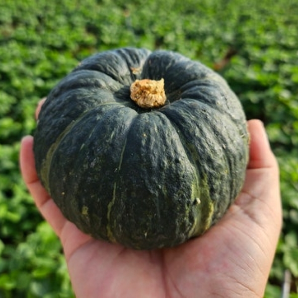 제주직송 미니 밤호박(보우짱)2kg/3kg/5kg/10kg