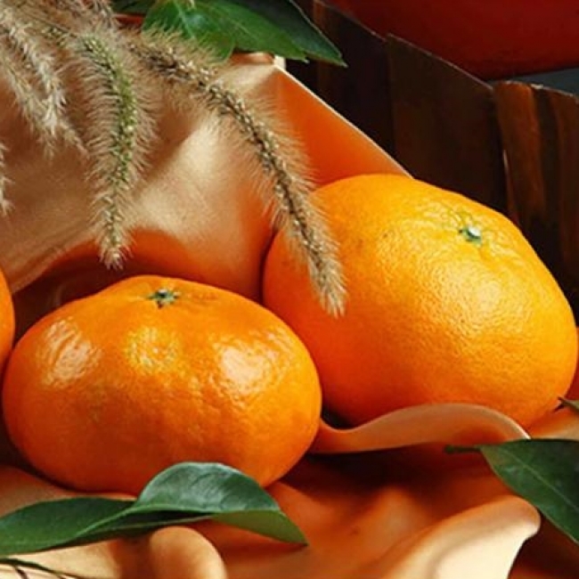 [푸른농원]레드향 선물세트 2.5kg/4.5kg 중소과/중과/대과/특대과