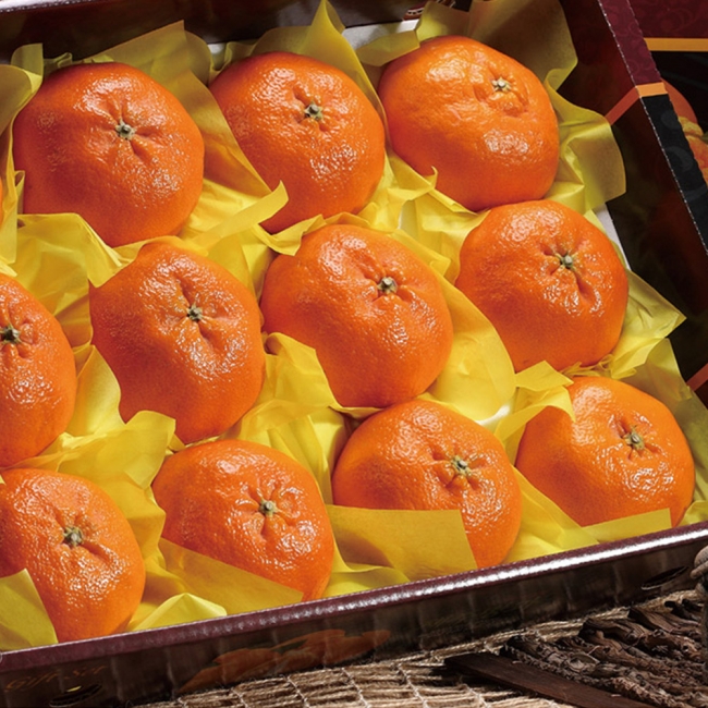 [푸른농원]레드향 선물세트 2.5kg/4.5kg 중소과/중과/대과/특대과