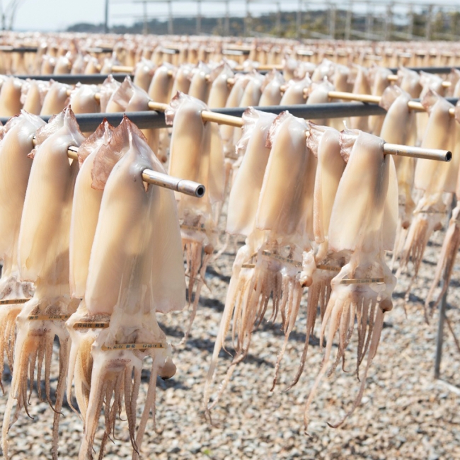 산지직배송 반건조오징어 5미/10미