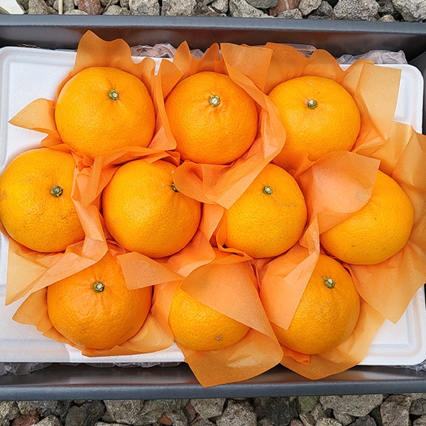 [오커캄스] 제주 천혜향 천리가는 천혜향 선물세트 선물가방 보자기