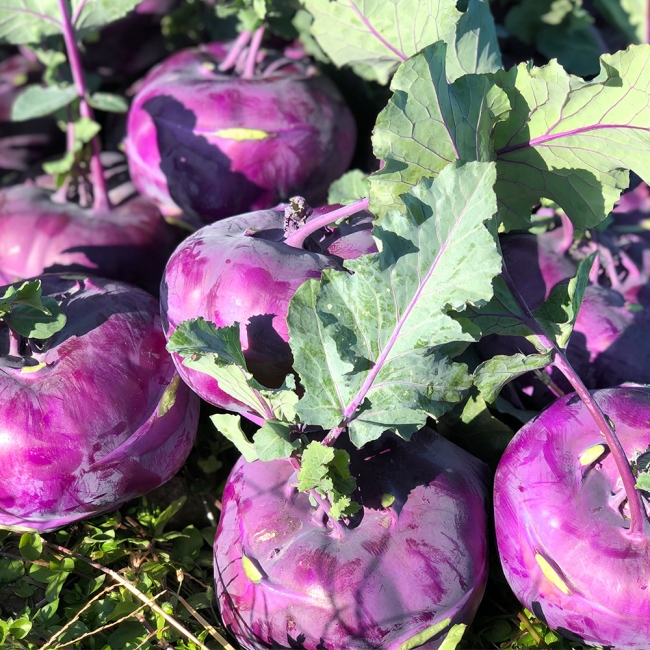 산지직배송 제주 프리미엄 콜라비 3kg/5kg/10kg