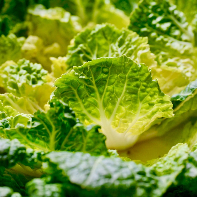 산지직배송 국내산 제철 봄동 1kg/2kg/3kg/5kg/10kg