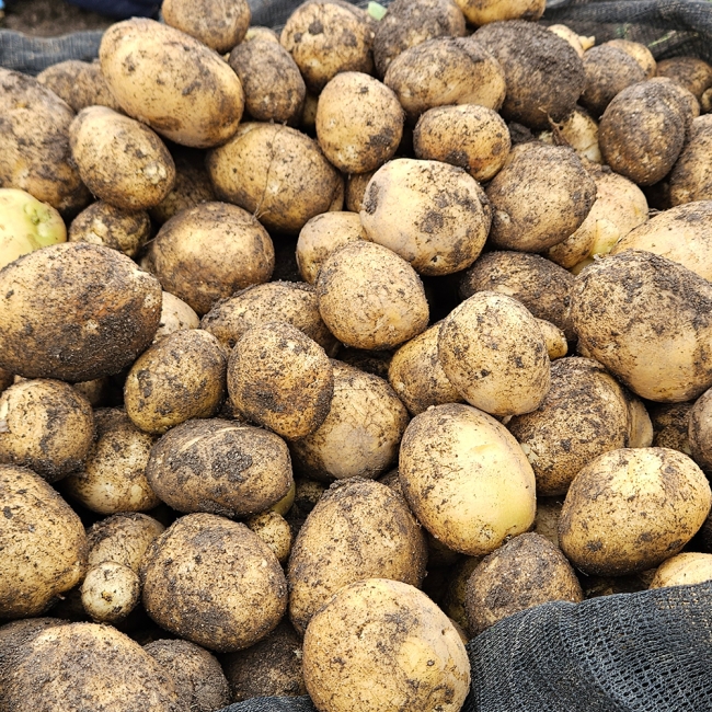 산지직배송 국내산 햇감자 1kg/3kg/5kg (중/대/특)