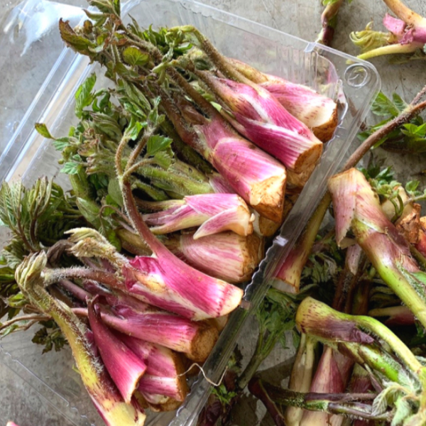 ★신선위크★ 국내산 땅두릅 300g/1kg/2kg