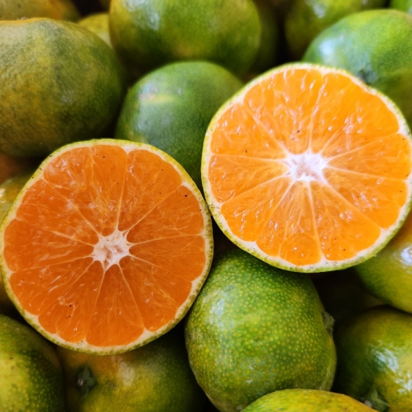 제주직송 극조생 노지귤 3kg/5kg/10kg (S,M,L혼합)