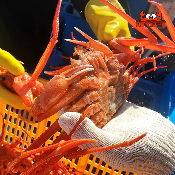 ★신선위크★ 국내산 왕큰 명품 설탕홍게 3kg 속초홍게 직송