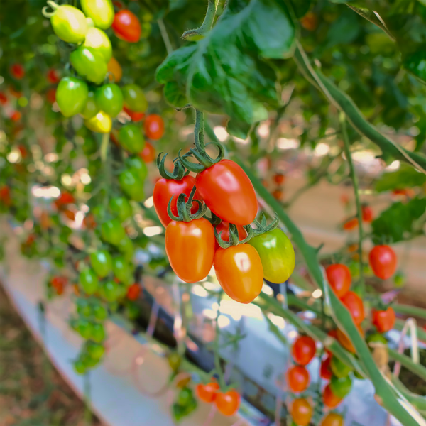 ★신선위크★ [유수담] 신선 대추방울토마토 2kg 5kg 1-3번과 산지직송