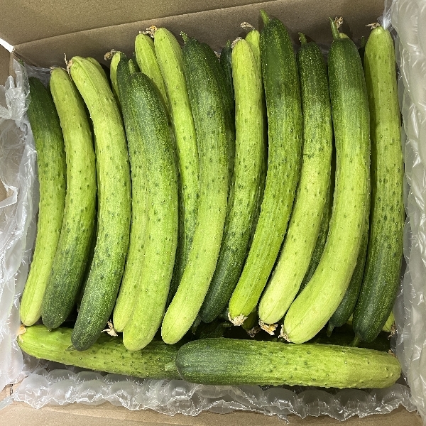 농가직송 백다다기 오이 1kg-5kg