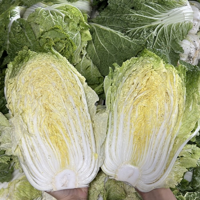 [산앤들] 국내산 통배추 (1포기 1.8kg~2.5kg 내외)