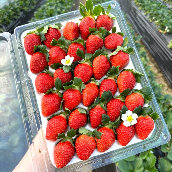 ★신선위크★ [농장직송] 달콤 토경 설향 딸기 750g 1kg 내외