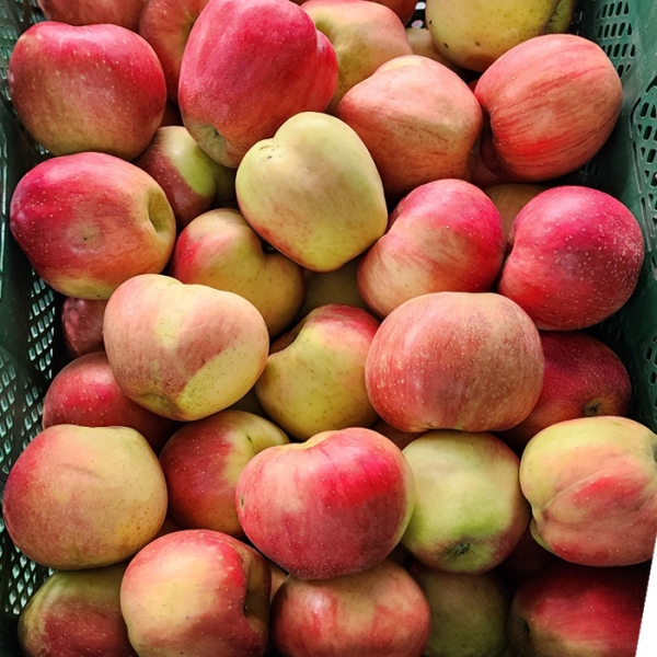 신선배송 가정용 홍로사과 중과/중대과 1.5kg/2kg/2.5kg/3kg