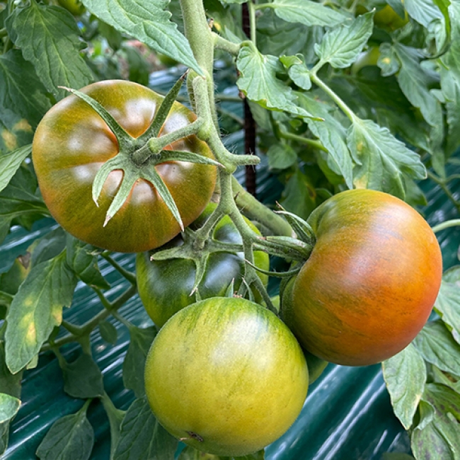 농부마음 대저 짭짤이 토마토 2.5kg