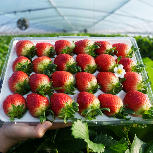 산지직배송 논산 설향딸기 700g