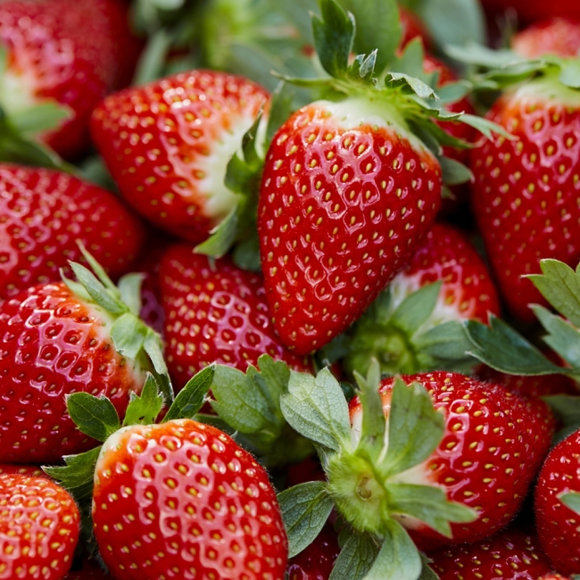 산지직배송 고령 설향딸기 700g