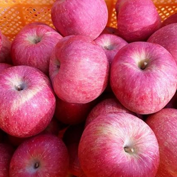 [스피노자] 산지직송 25년 햇사과 아삭달콤 꿀맛 부사사과 3kg 5kg 내외