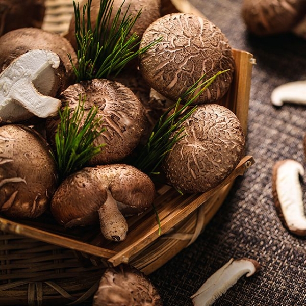 ★주말특가★ 아침이슬 먹고 자란 국내산 생 표고버섯 1kg (중량선택)