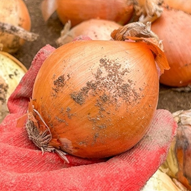 [청년농가]엄선한 국내산 25년 햇 양파 2kg/3kg/5kg/10kg(중소/대)