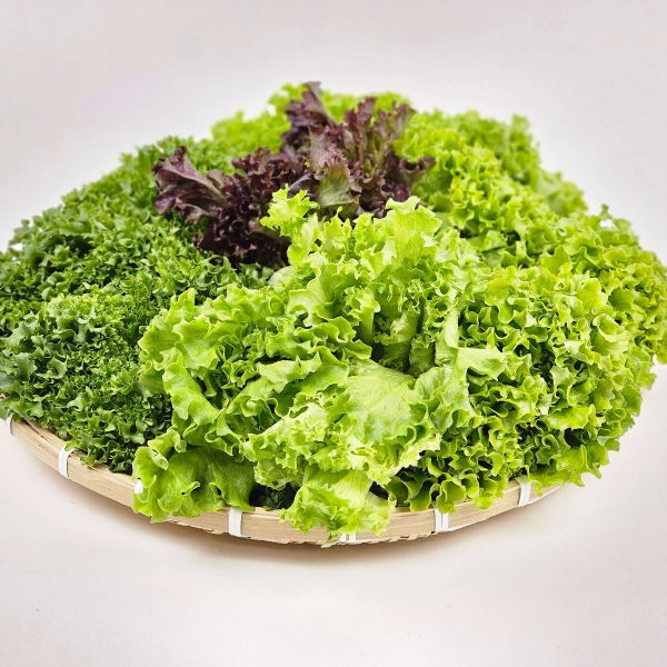 ★주말특가★[무농약/국내산] 유러피안 샐러드 (버터헤드 외 8종 랜덤) [800g/1kg]