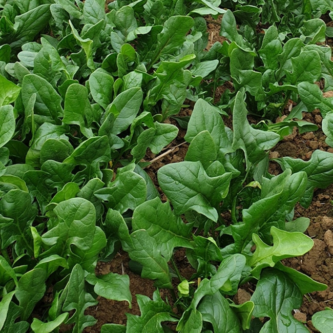 [청년농가]남해 보물초 시금치 300g/500g/1kg