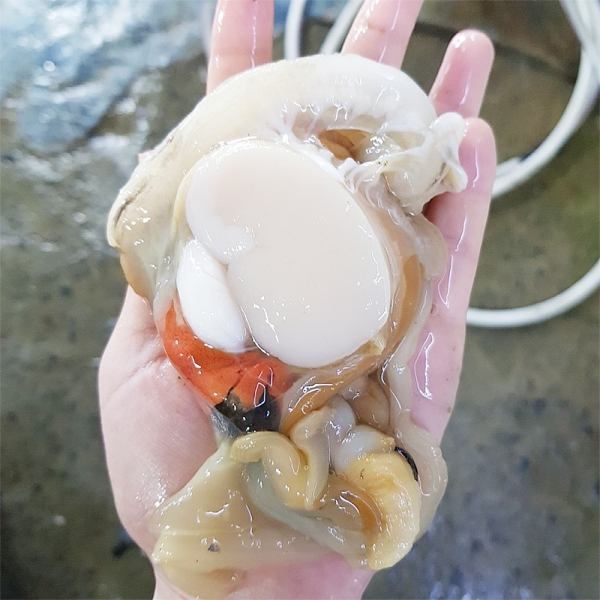 ★신선위크★ 당일 조업 당일 발송 국내산 손질 키조개 1kg