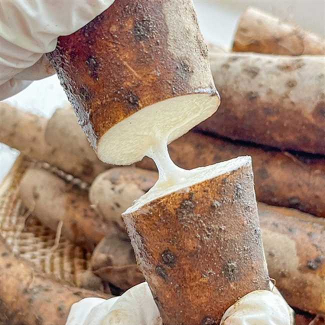 [청년농가]안동 산마 장마 1kg