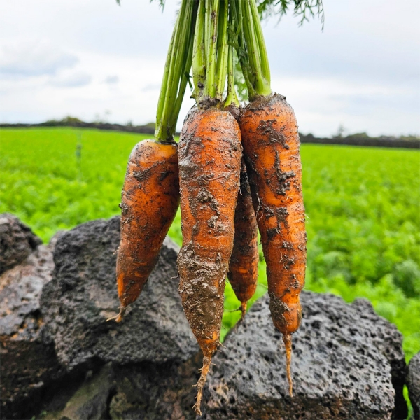 ★신선위크★ [유수담] 제주 구좌 정품 햇당근 흙당근 중 상 2kg 5kg