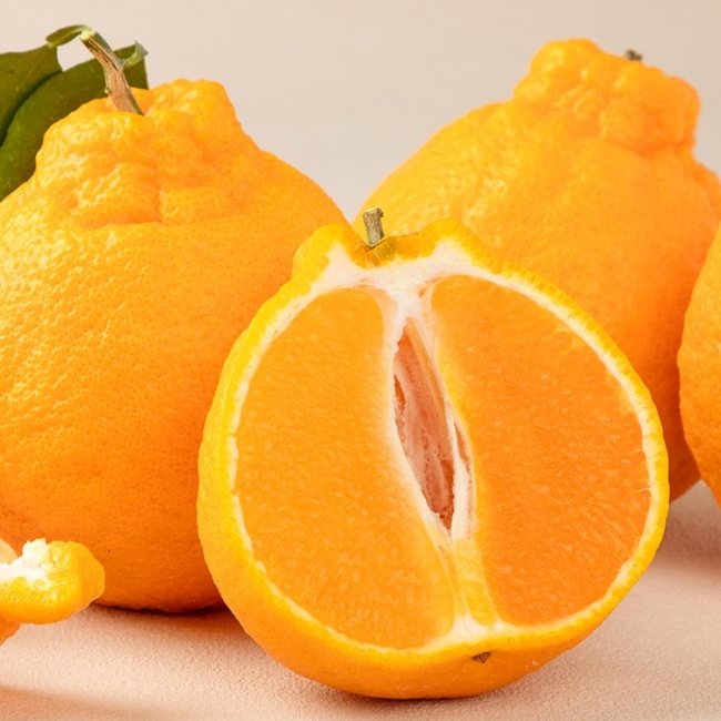 [청년농가]제주직송 당일수확 한라봉(가정용) 1.5kg/2.5kg/4.5kg