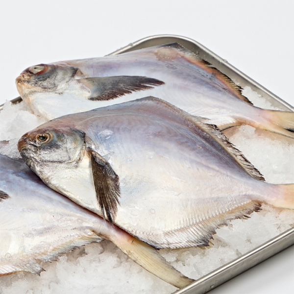 신선도착 횟감용/생물 병어 1kg(7-10미)