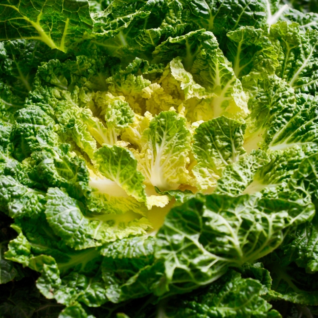 산지직배송 국내산 제철 봄동 1kg/2kg/3kg/5kg/10kg