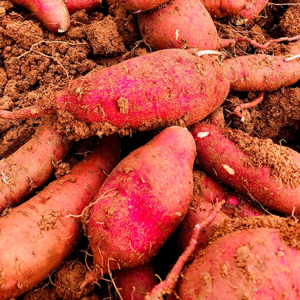 [청년농가]해남 정품 꿀밤고구마 햇고구마 3kg/5kg/10kg