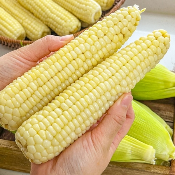 [청년농가]급냉 백찰옥수수 3kg (특품)