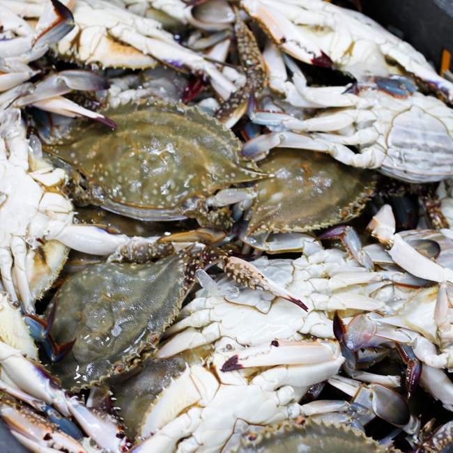 산지직배송 국내산 활 암꽃게 1kg 4-6미