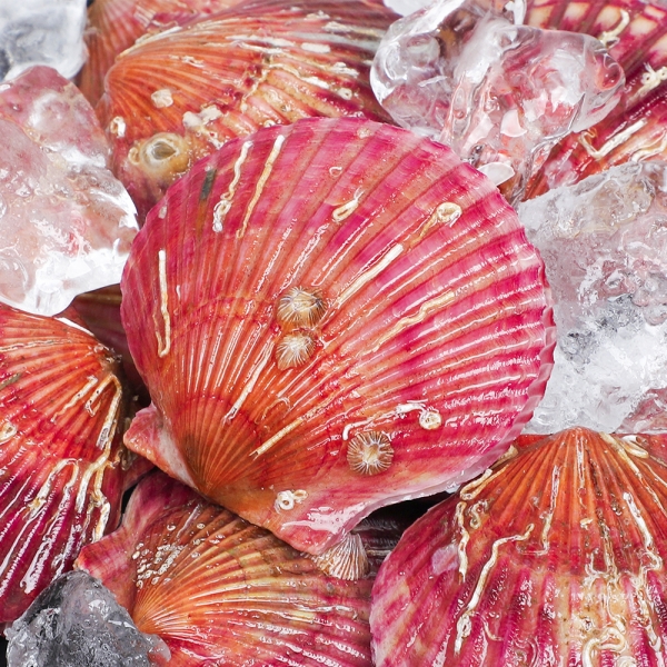 ★주말특가★ [아침애딴] 당일조업 산지직송 통영 홍가리비 1kg(20미 내외) 3kg