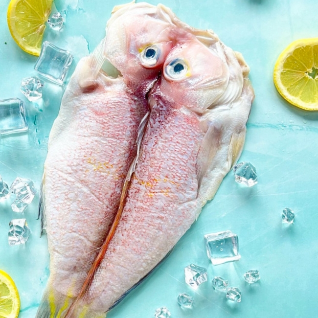 [제주수산]고등어대 5팩+제주참옥돔(200g)1마리+은갈치(250g)2마리 혼합세트