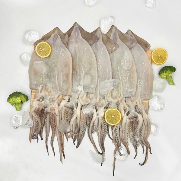산지출고 통영 손질오징어 500g