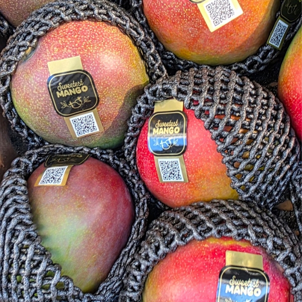 신선직송 애플망고 1kg/2kg/4kg