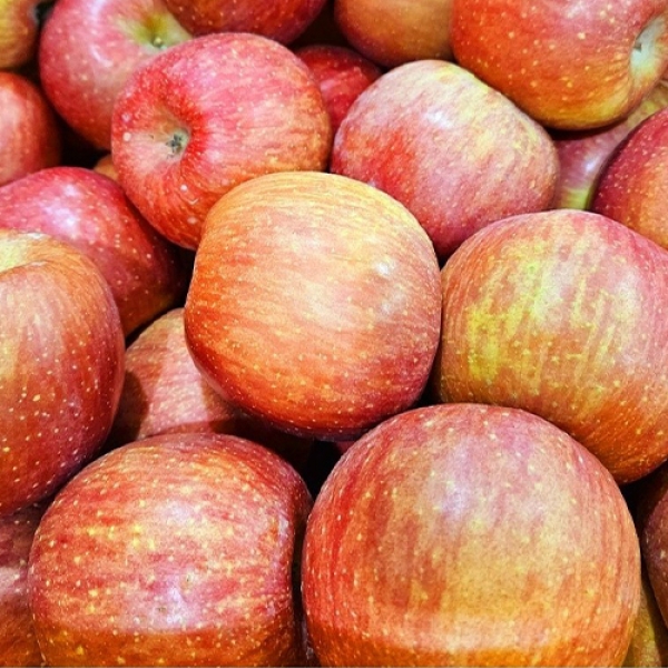 14brix 고당도 사과 1.4kg, 2kg, 4kg