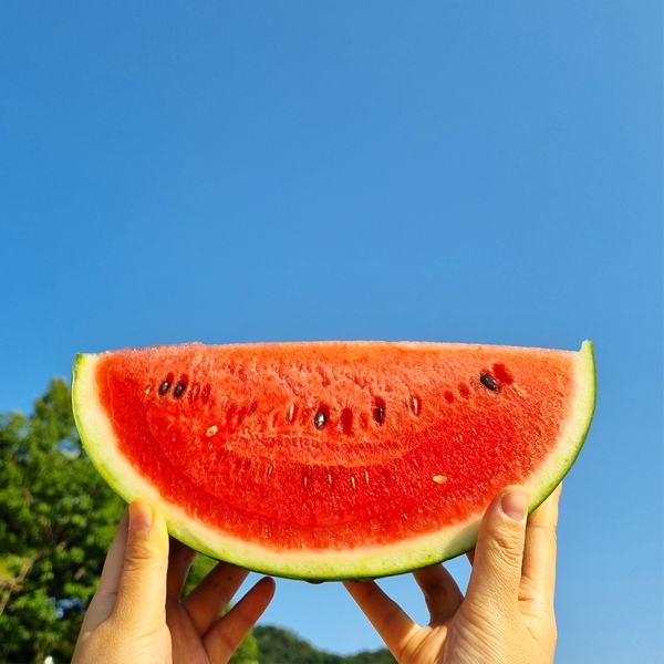  ★단독★ 1모작이라 귀한 고당도 꿀 수박 5~10kg